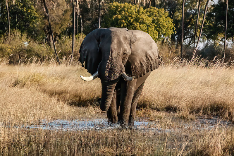 Elephant by Liz Hextall